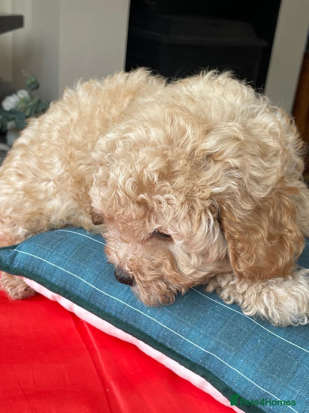 Shihpoo dogs for sale: Shihpoo puppies f1b - Image 15