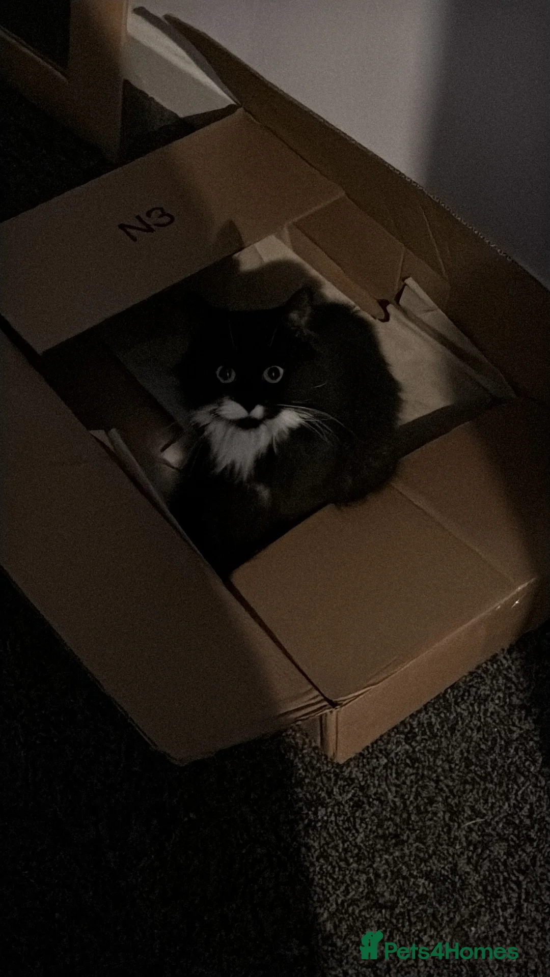 Mixed Breed cats for sale: British short hair mixed with main coon  - Advert 3