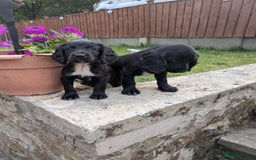 Cocker Spaniel dogs for sale: Cocker spaniel puppies  - Image 6