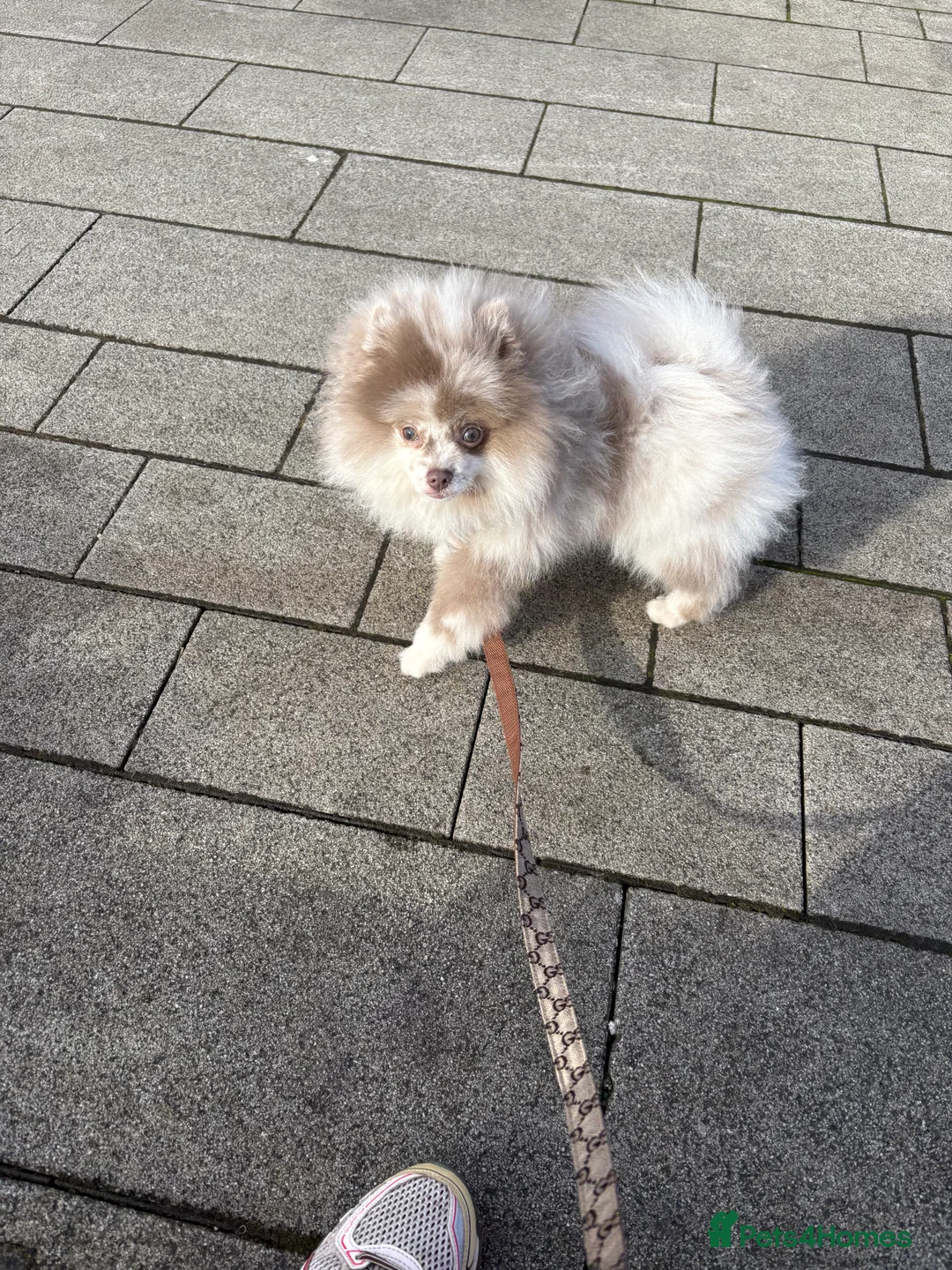 Pomeranian dogs for sale: Pomeranian merl boy teddy  in Manchester - Advert 1