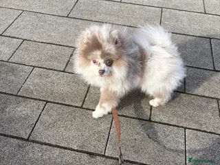 Pomeranian dogs Pomeranian merl boy teddy in Manchester - Advert 1