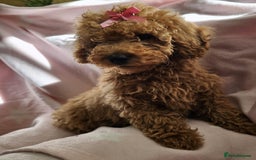 Cavapoo dogs for sale: Female Cavapoo pup  - Image 14