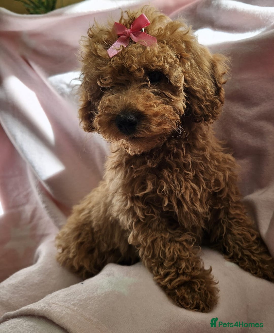 Cavapoo dogs for sale: Female Cavapoo pup  - Image 14