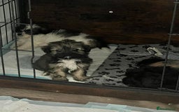 Zuchon dogs for sale: Bichon x Westie x Shih zu  - Advert 26