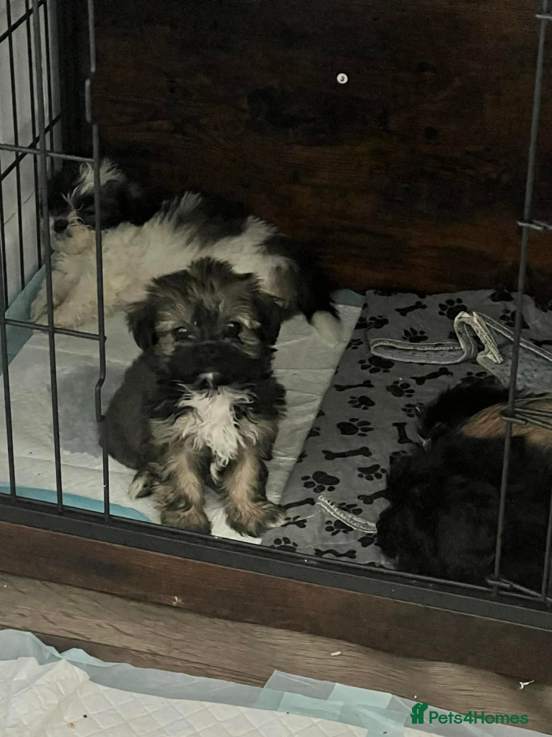 Zuchon dogs for sale: Bichon x Westie x Shih zu  - Advert 26