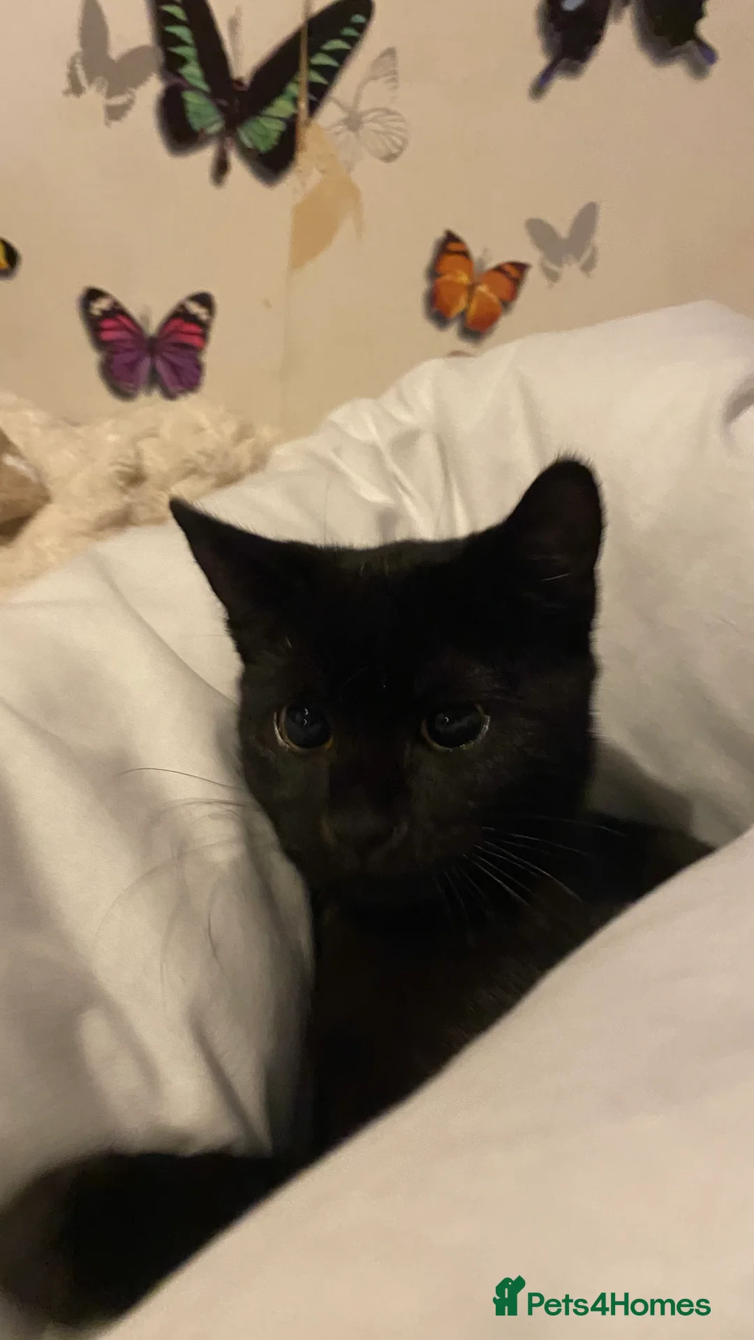 Mixed Breed cats for sale: Lovable kitten in need of a forever home.  in Norwich - Advert 5