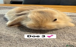 French Lop rabbits for sale: Stunning pure bred French lops  - Image 9