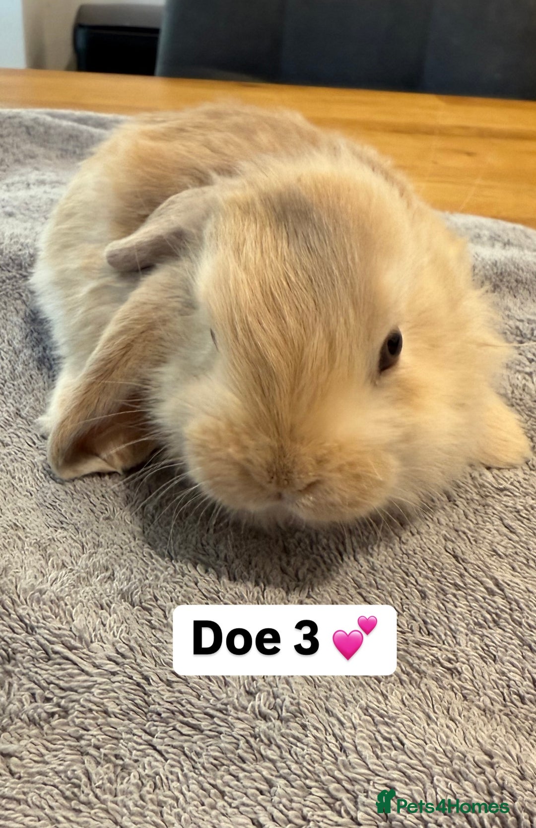 French Lop rabbits for sale: Stunning pure bred French lops  - Image 9