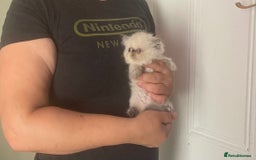 Persian cats for sale: 2 male 4 female  - Image 16
