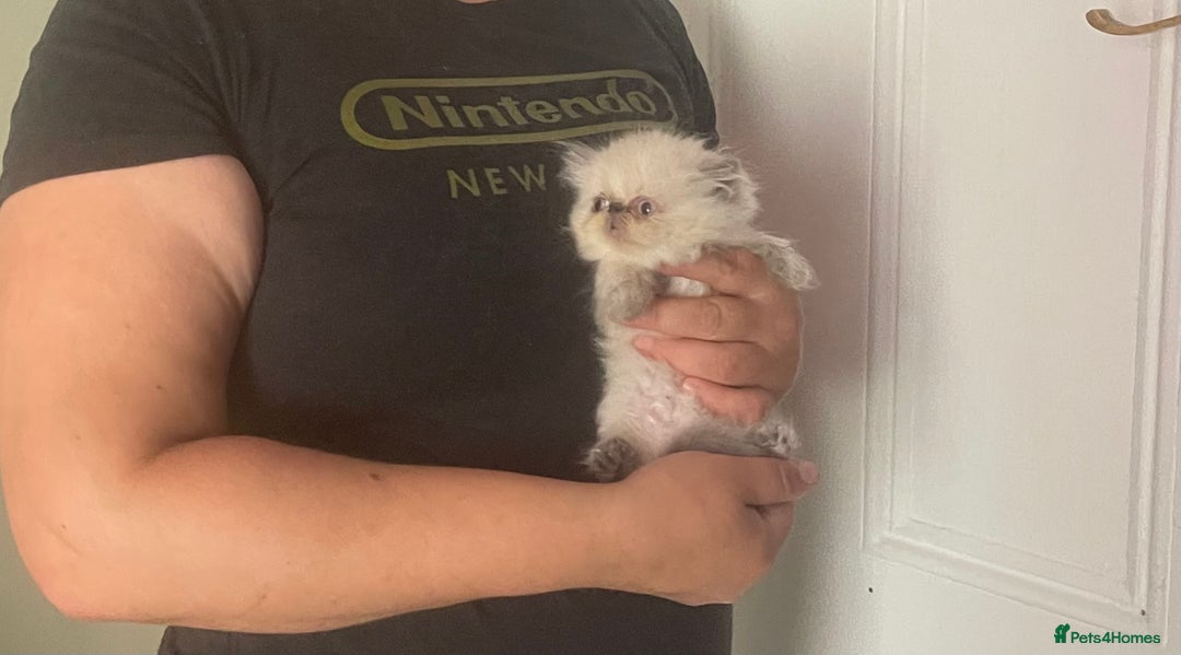 Persian cats for sale: 2 male 4 female  - Image 16
