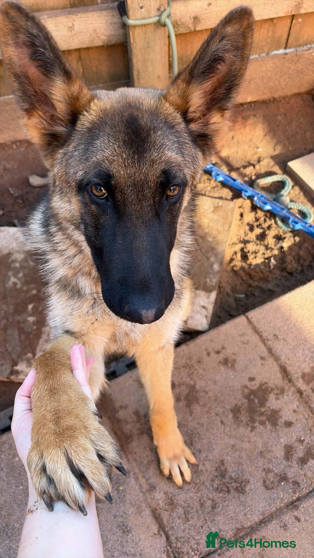 German Shepherd dogs for sale: German shepherd  in Exeter - Advert 2