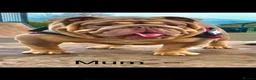 English Bulldog dogs for sale: English bulldog female  - Advert 2