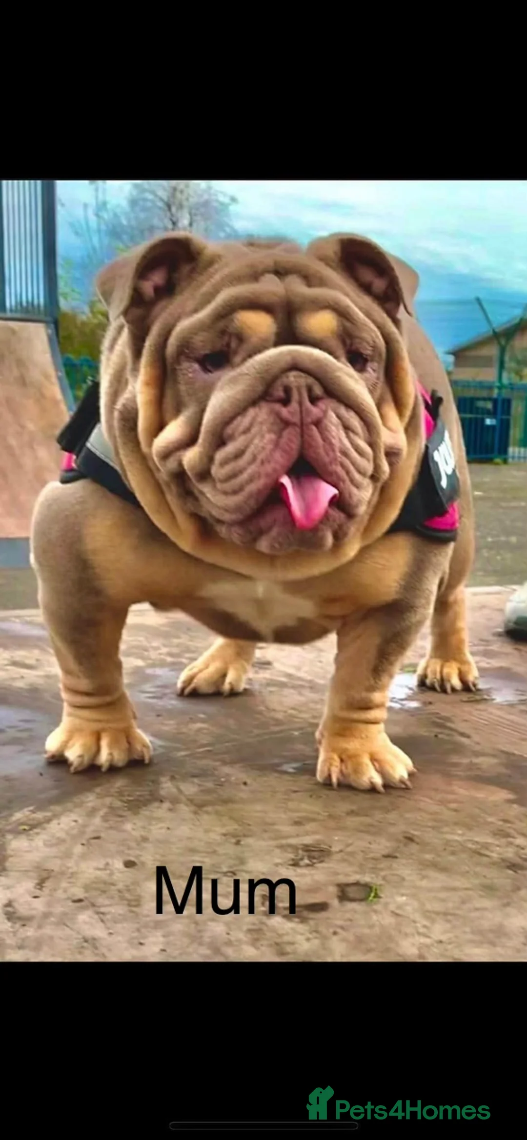 English Bulldog dogs for sale: English bulldog female  - Advert 2