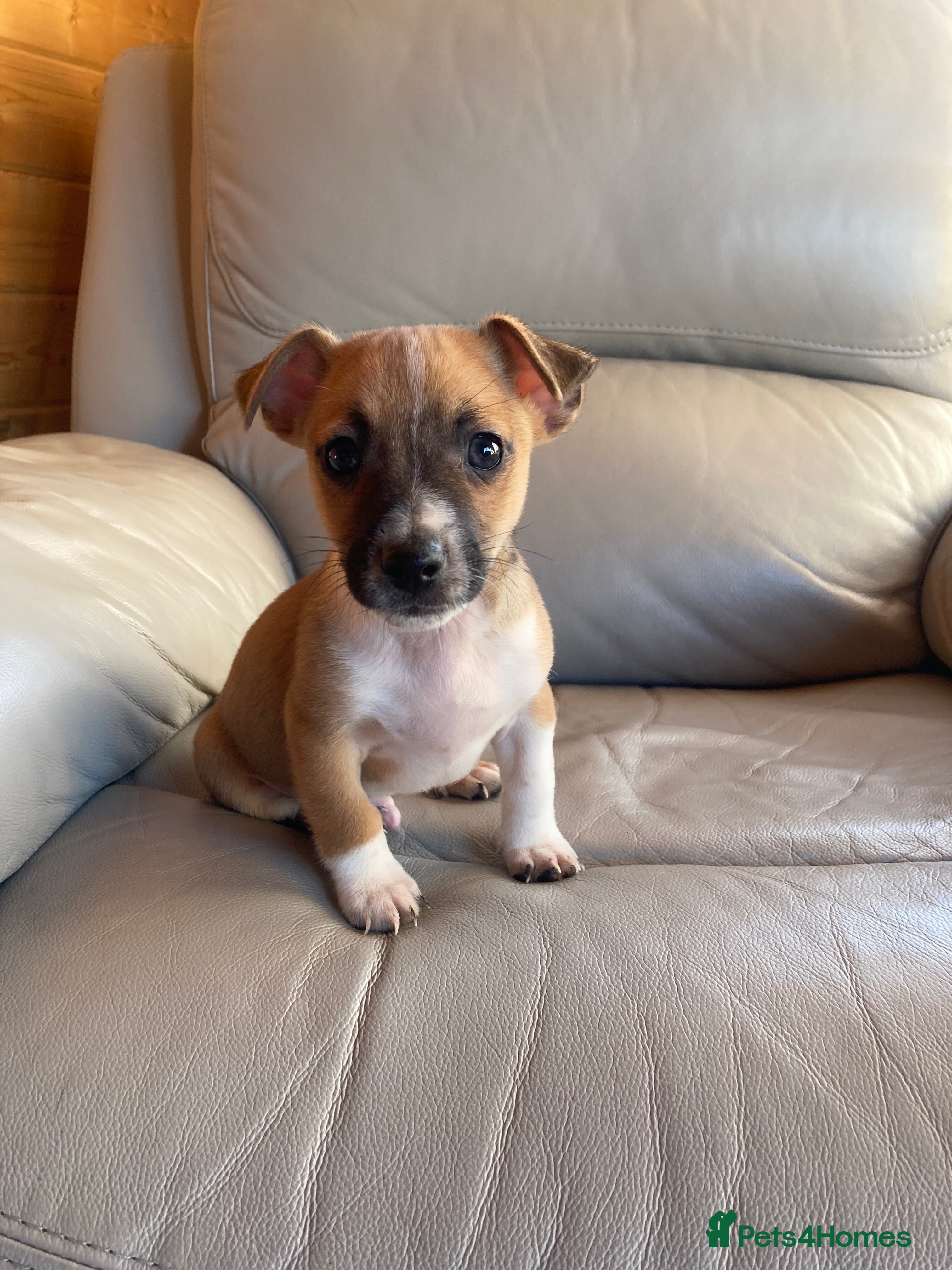 Jack Russell dogs Jack russel puppies for sale 2 boys left!  - Advert 4