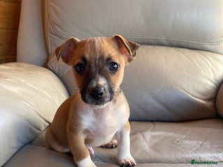 Jack Russell dogs Jack russel puppies for sale 2 boys left! - Advert 4