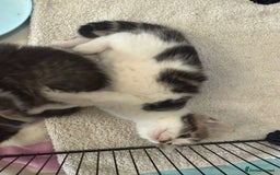 British Shorthair cats for sale: BRITISH BLUE SHORTHAIR X DOMESTIC LONGHAIR  - Image 5