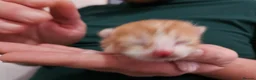 Mixed Breed cats for sale: Beautiful Unique Kittens Now Available to Reserve in Salisbury - Advert 30