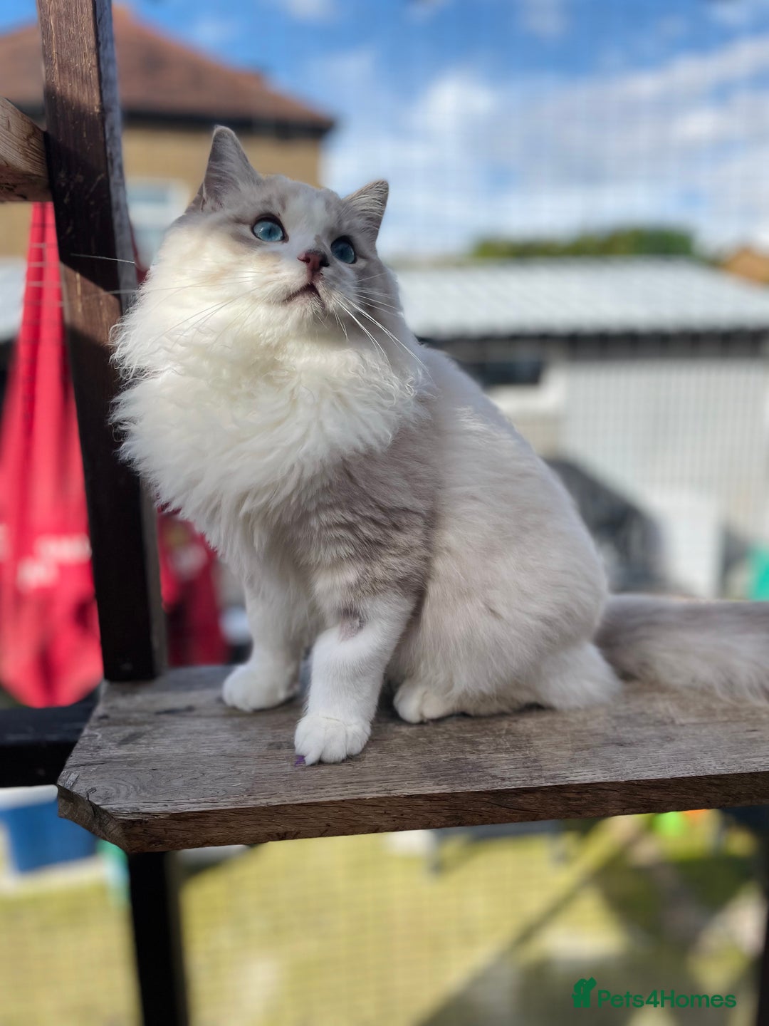 Ragdoll cats for sale: TICA registered blue mink ragdoll kitten - Image 12