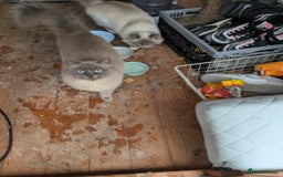 Ragdoll cats for sale: Ragdoll Breeding females - Advert 4