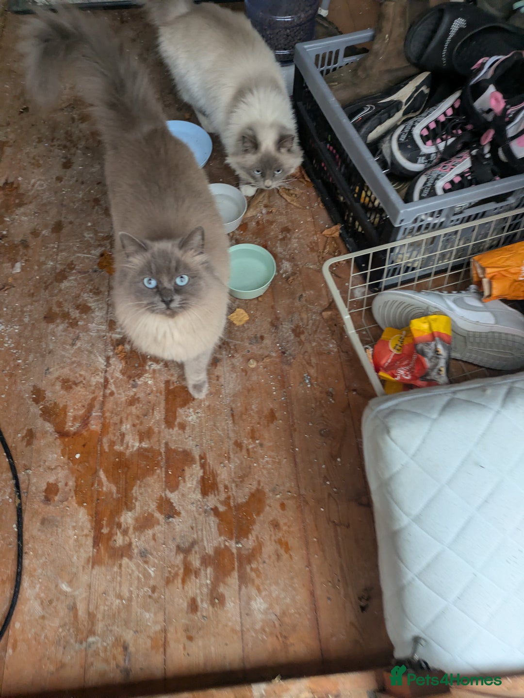 Ragdoll cats for sale: Ragdoll Breeding females - Advert 4