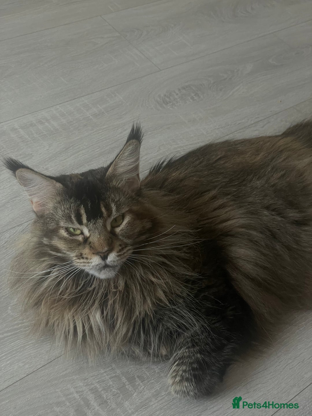 Maine Coon cats for sale: Maine Coon Kittens – Ready 18th October 🏡 - Image 6
