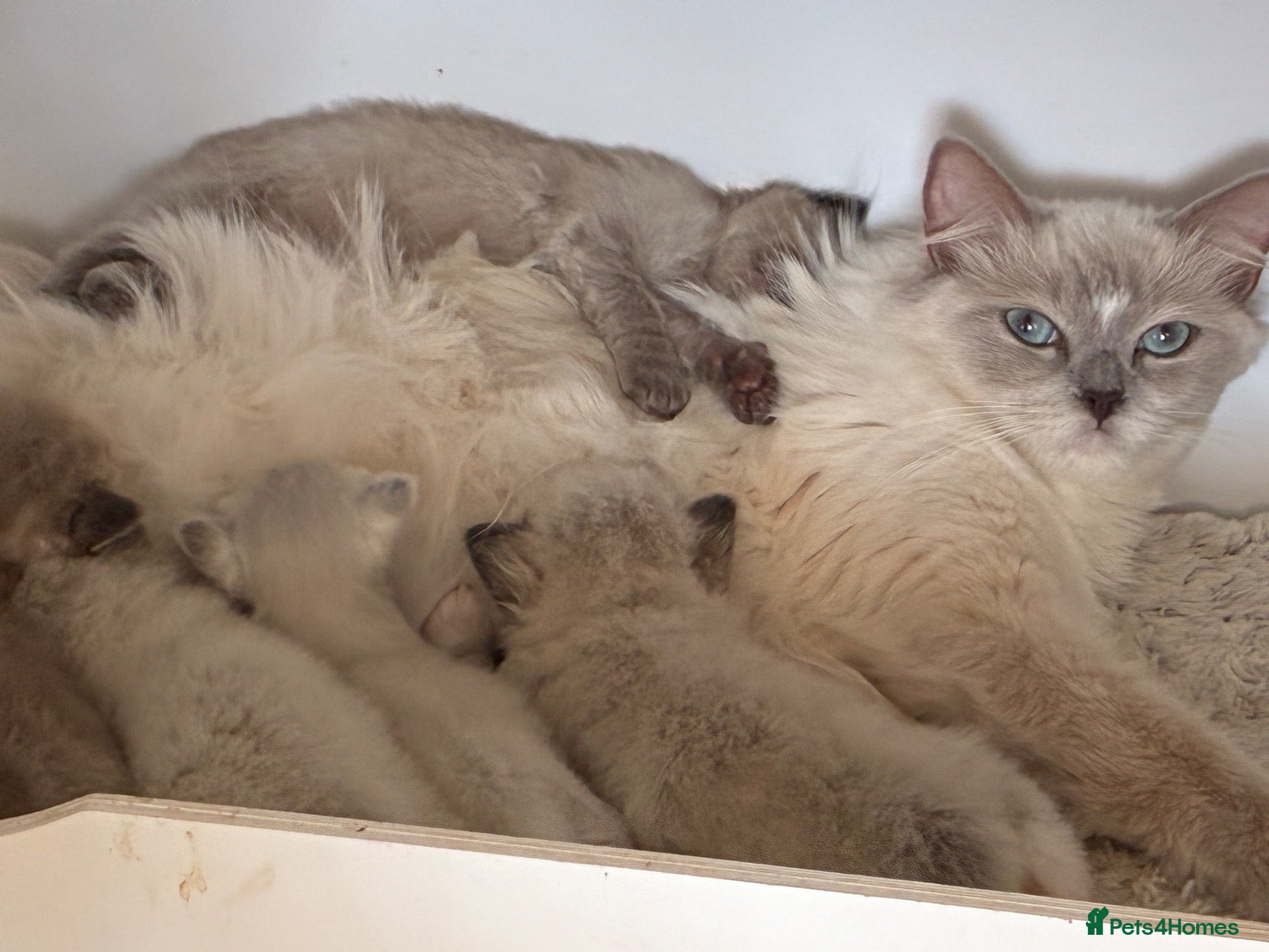 Ragdoll cats Ragdoll kittens tica registeted - Advert 4
