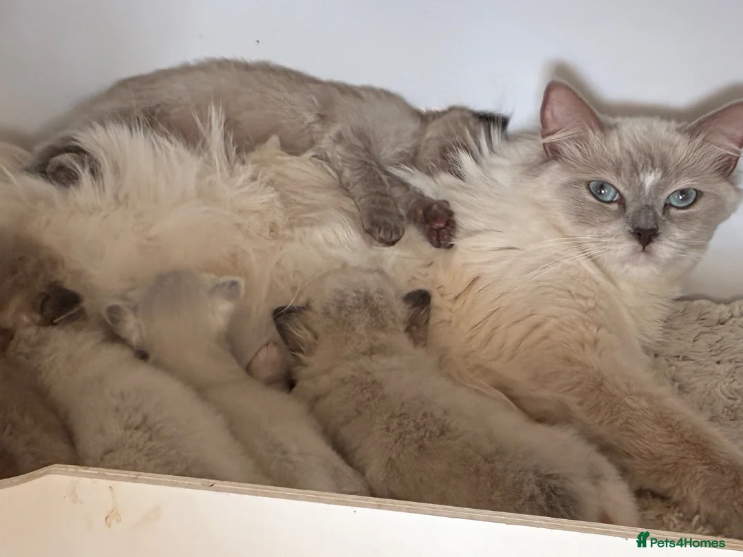 Ragdoll cats for sale: Ragdoll kittens tica registeted - Advert 1
