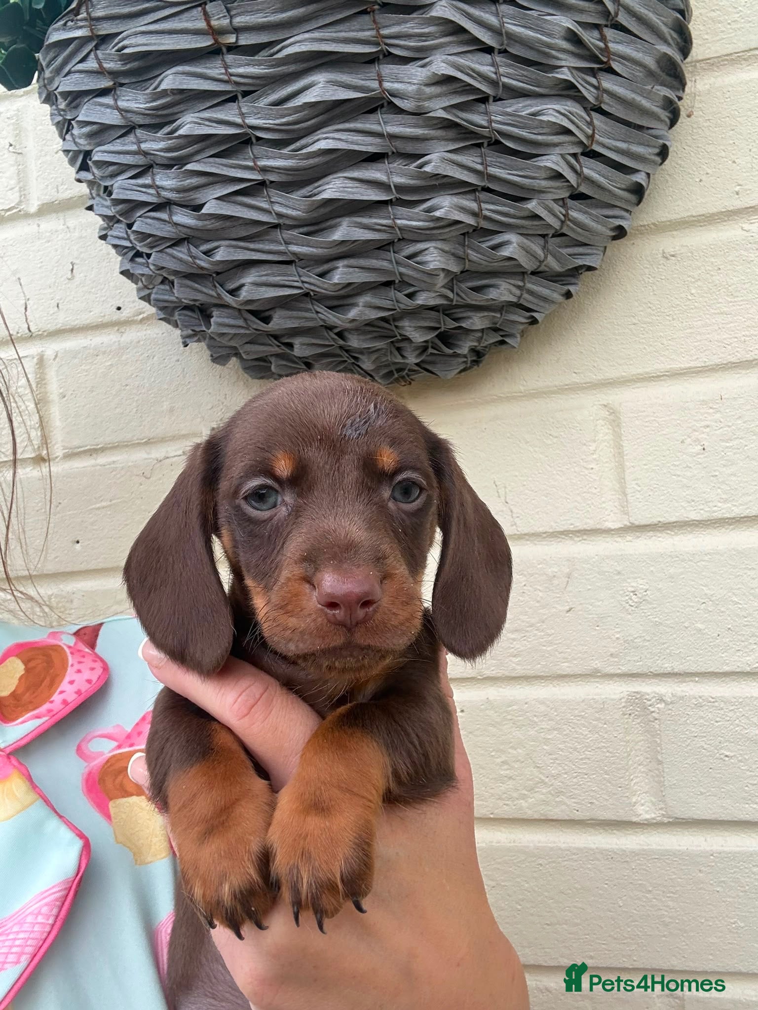 Miniature Dachshund dogs Dachshund miniature long and short haired    - Advert 1