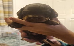 Mixed Breed dogs for sale: Dachschund x doxipoo puppies - Image 14