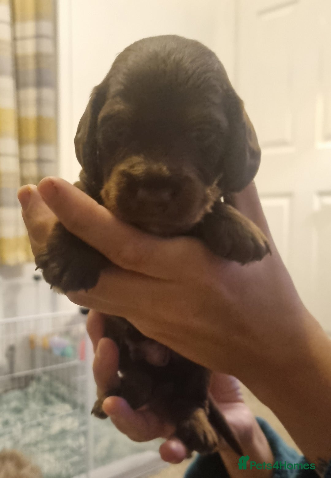 Mixed Breed dogs for sale: Dachschund x doxipoo puppies - Image 14