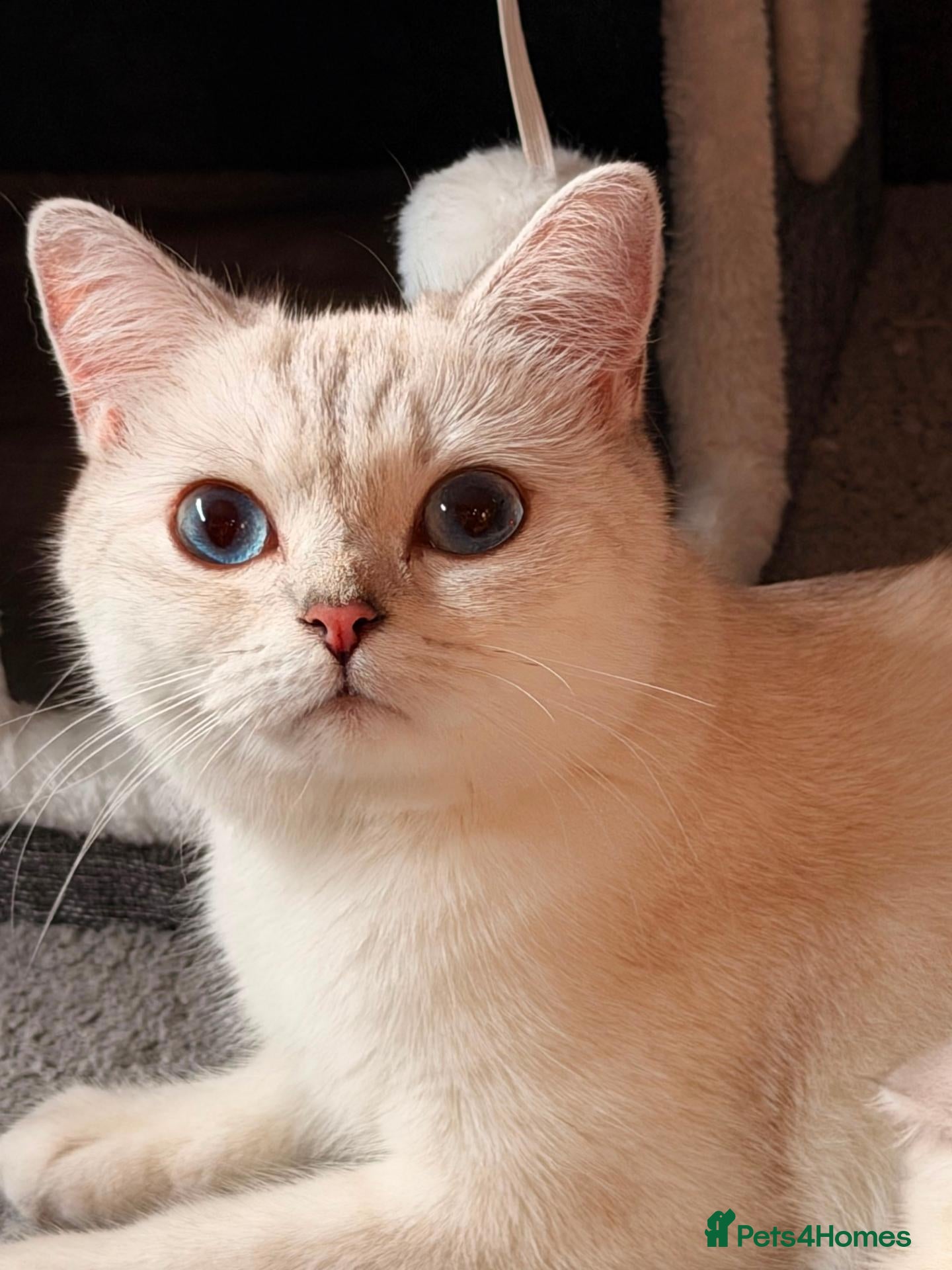 British Shorthair cats Beautiful kittens - Advert 2