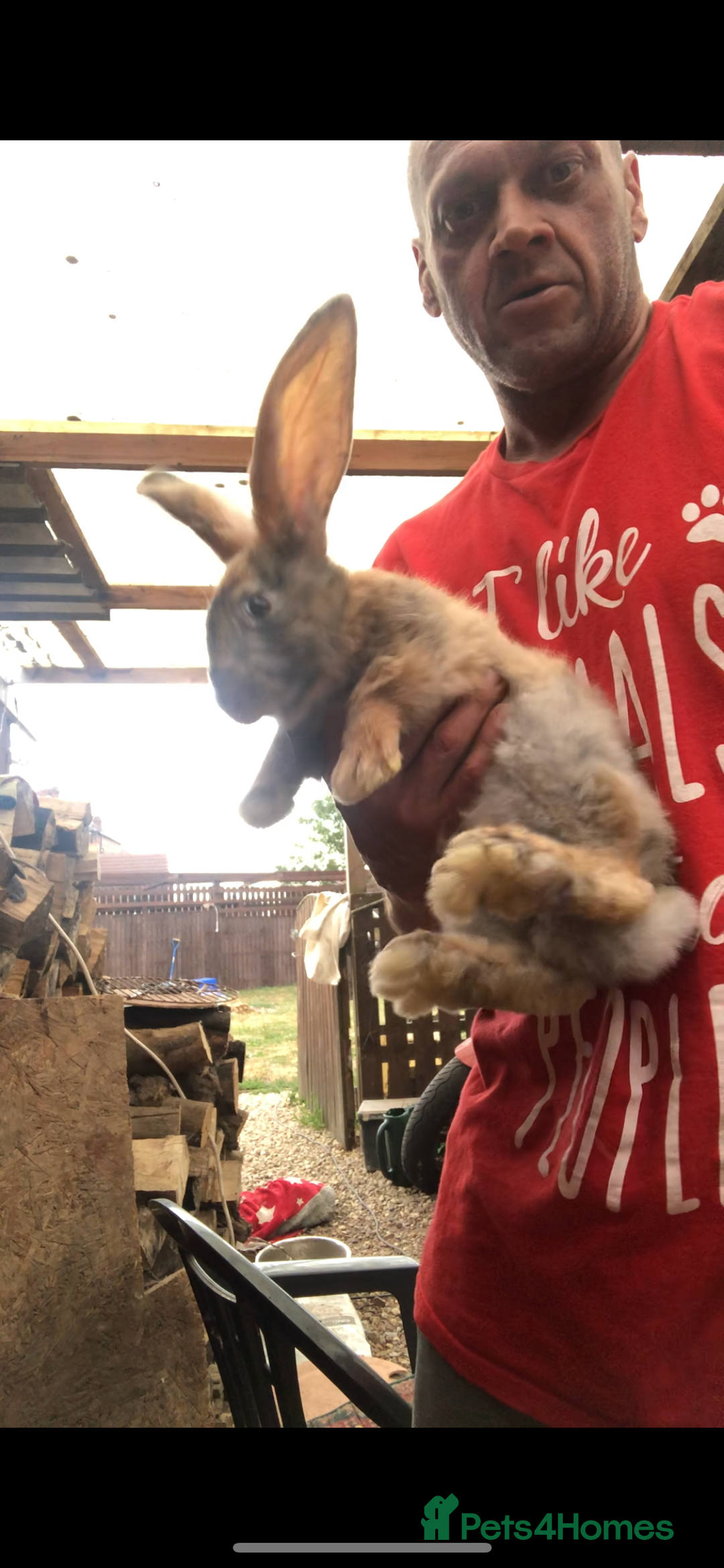 Continental Giant rabbits for sale: Continental giants  - Image 2