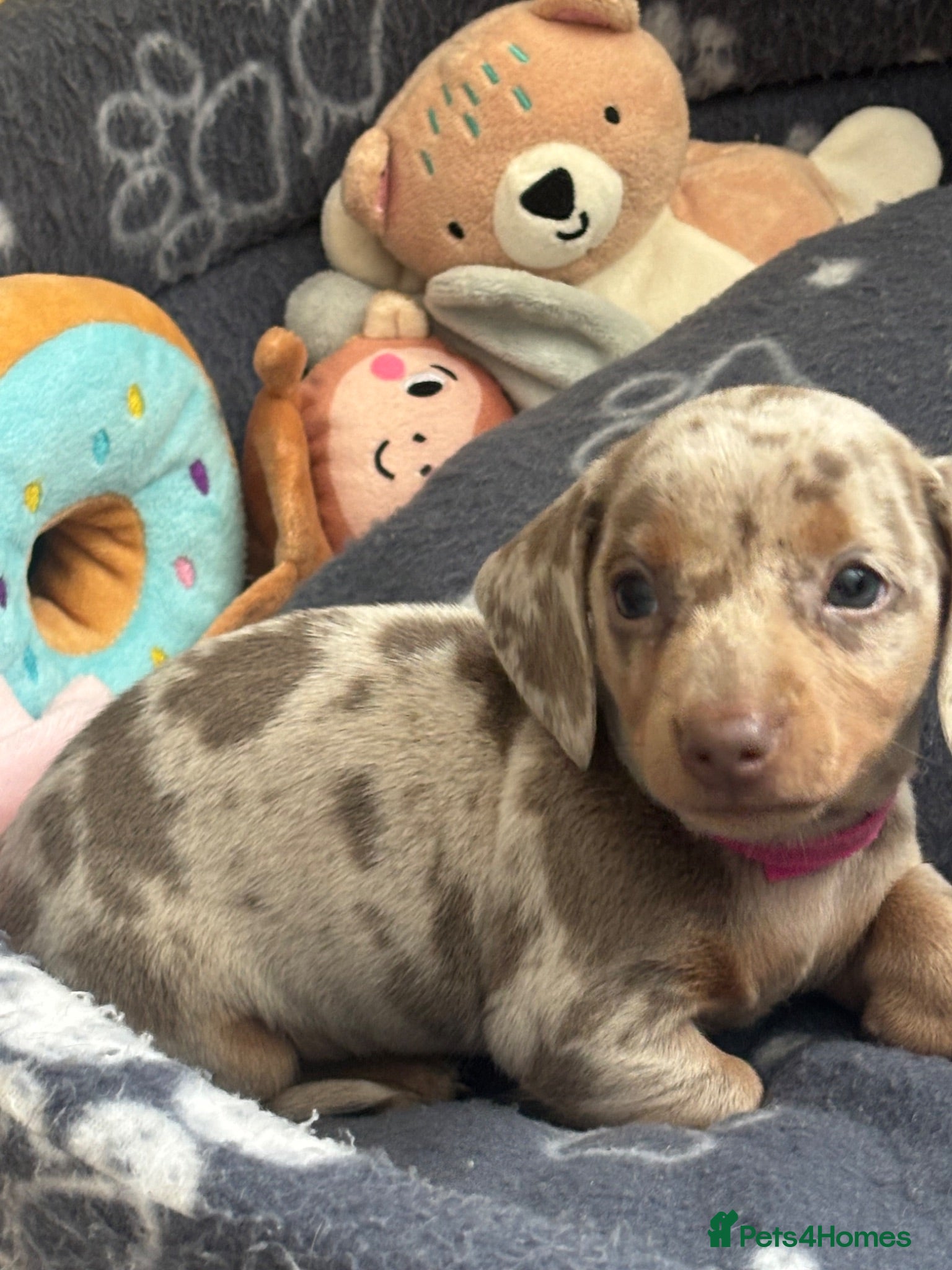 Miniature Dachshund dogs Stunning miniature dachshund puppies 4 LEFT - Advert 2