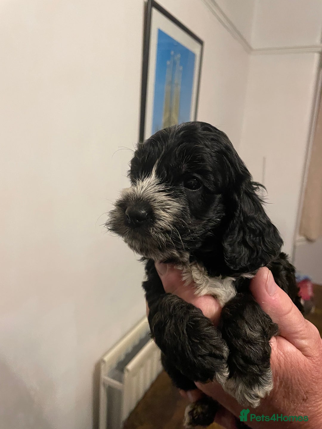 Cockapoo dogs for sale: Cockapoo puppies - Image 8