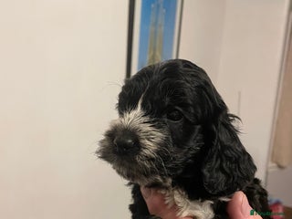 Cockapoo dogs - Advert 28