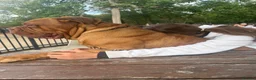 Dogue De Bordeaux dogs for sale: Re home  in London - Advert 4