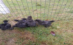 Chickens poultry for sale: Showgirl and silkie chicks/chickens - Image 1
