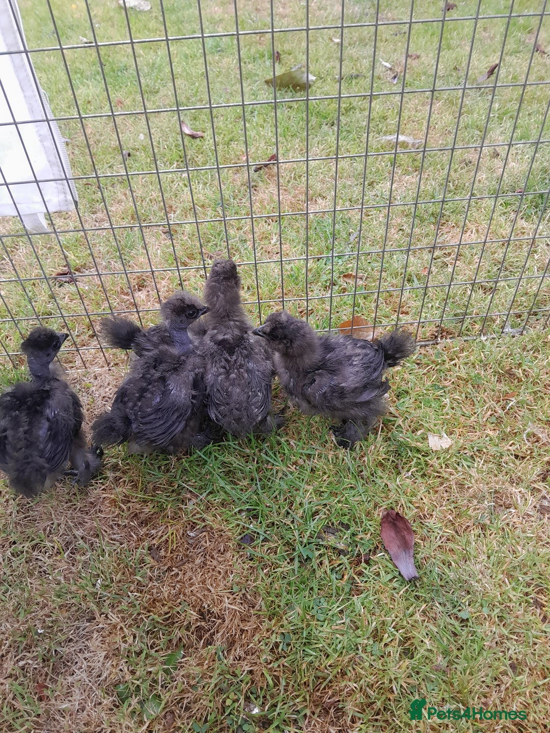Chickens poultry for sale: Showgirl and silkie chicks/chickens - Image 1