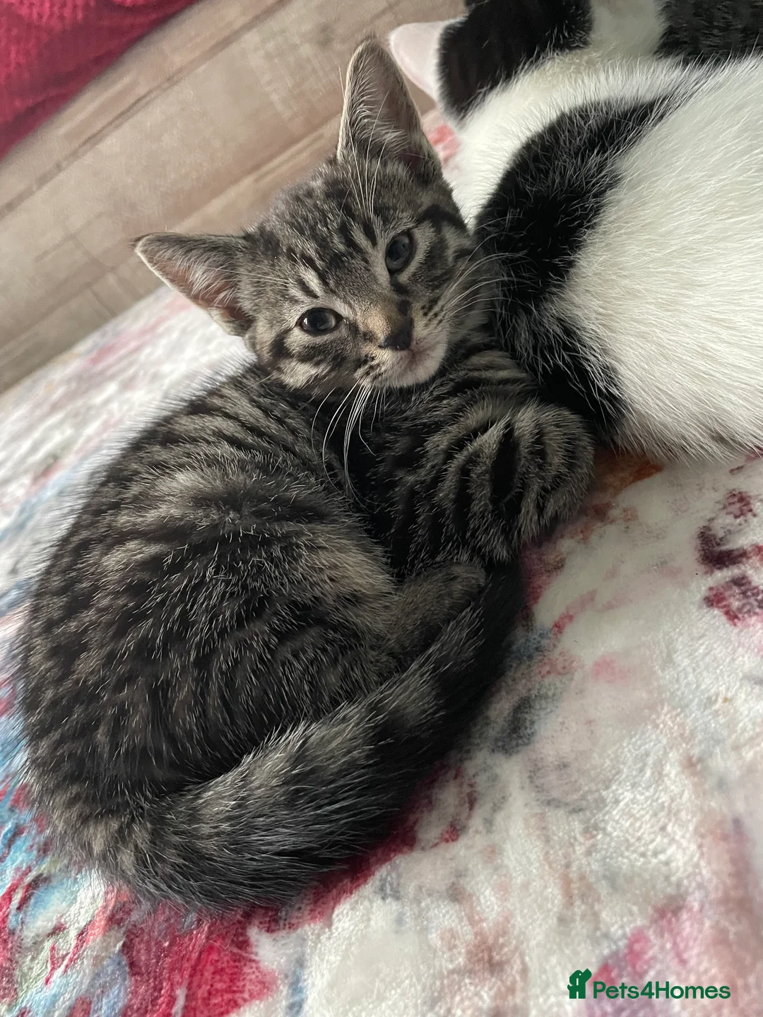 Mixed Breed cats for sale: 1 boy and 3 girls  - Advert 22