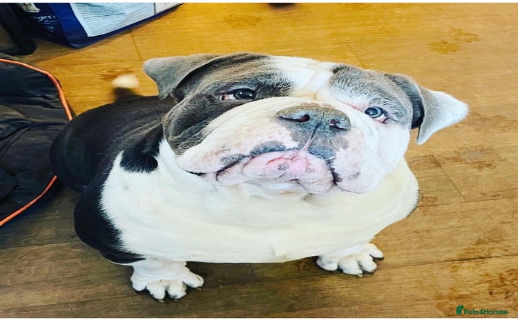 Olde English Bulldogge dogs - Advert 2