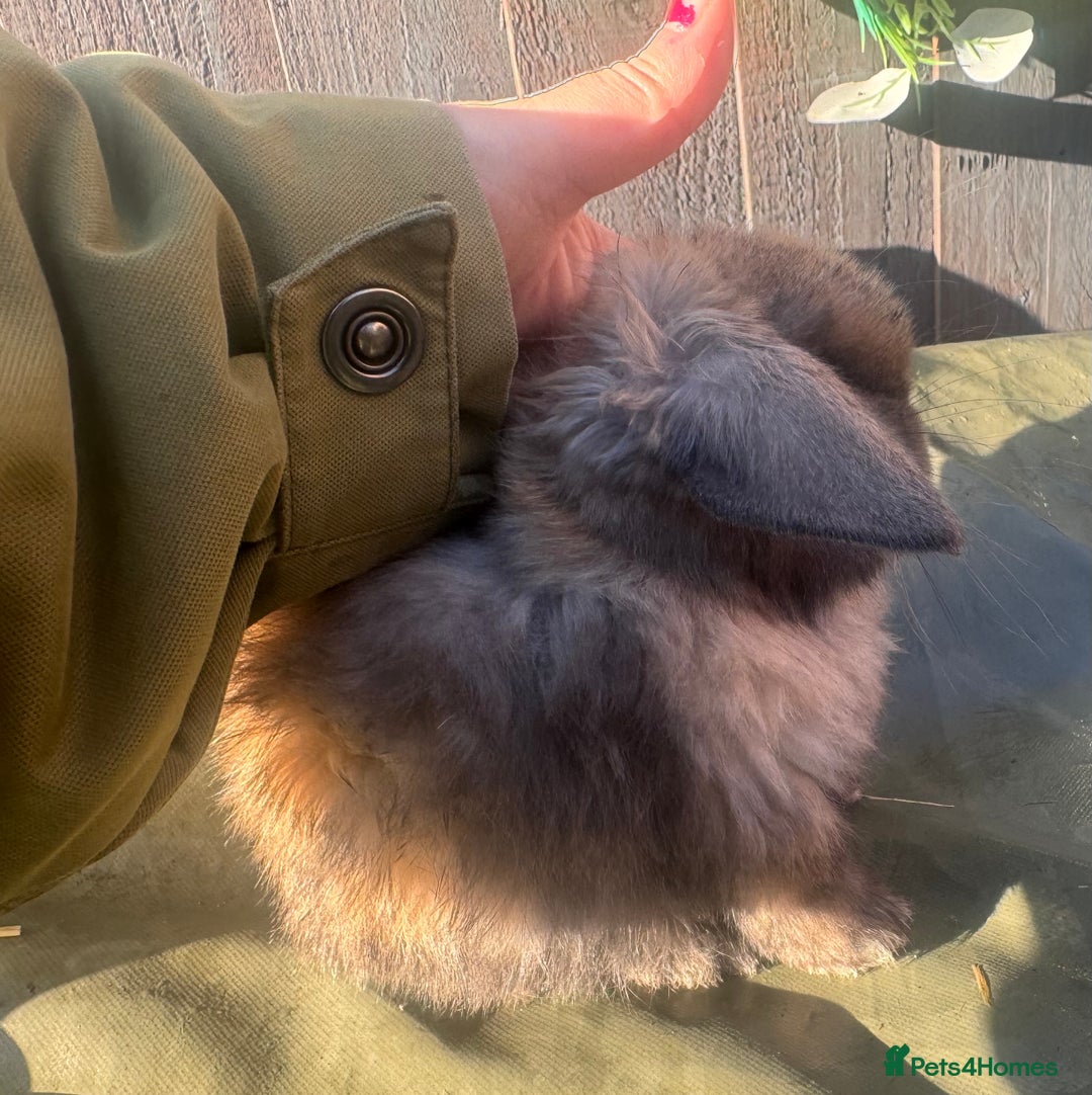 Mini Lop rabbits for sale: gorgeous mini lop babies  - Advert 2