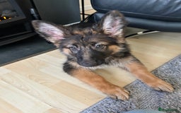 German Shepherd dogs for sale: German Shepard little girl - Advert 4