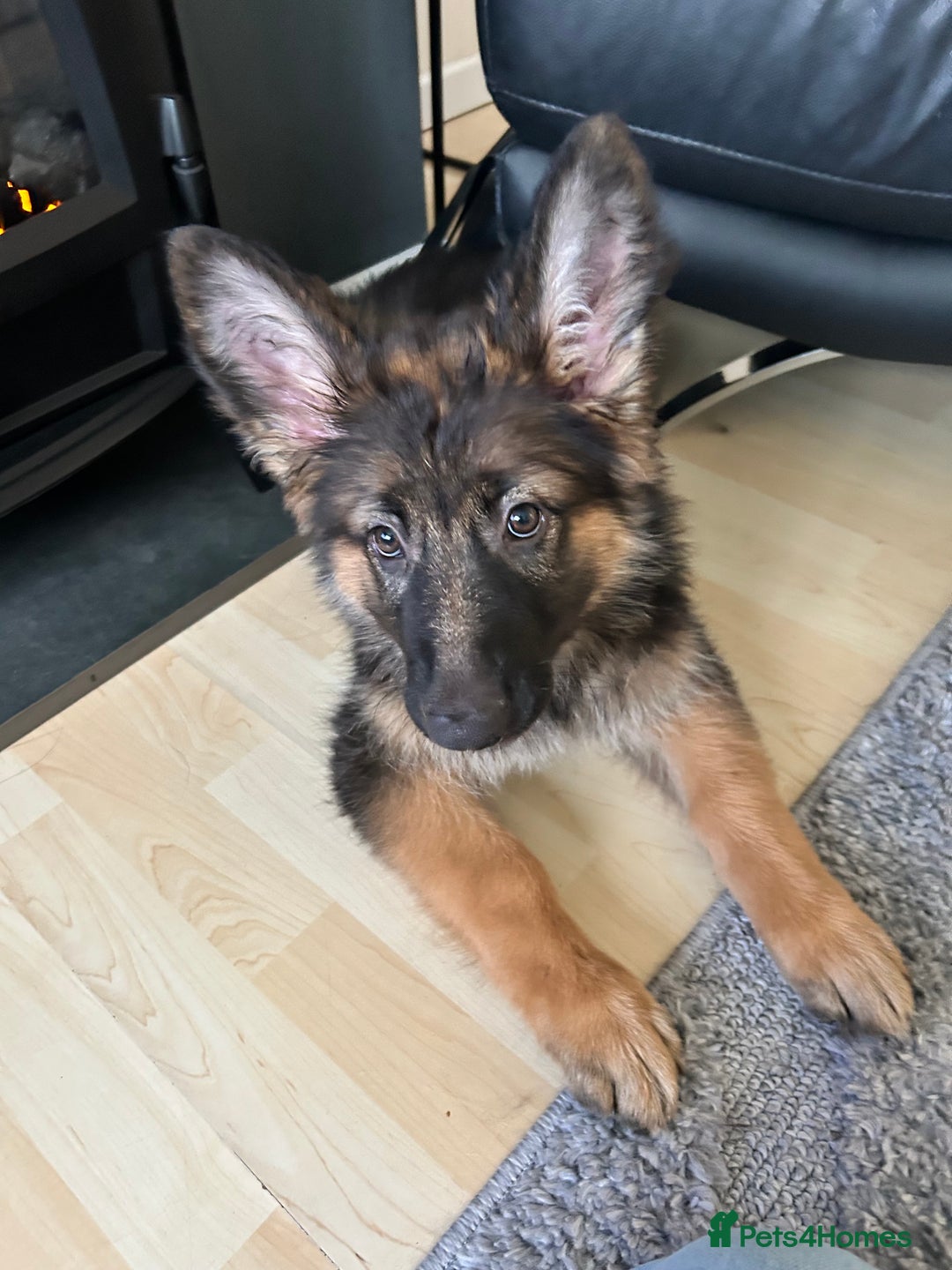German Shepherd dogs for sale: German Shepard little girl - Advert 4