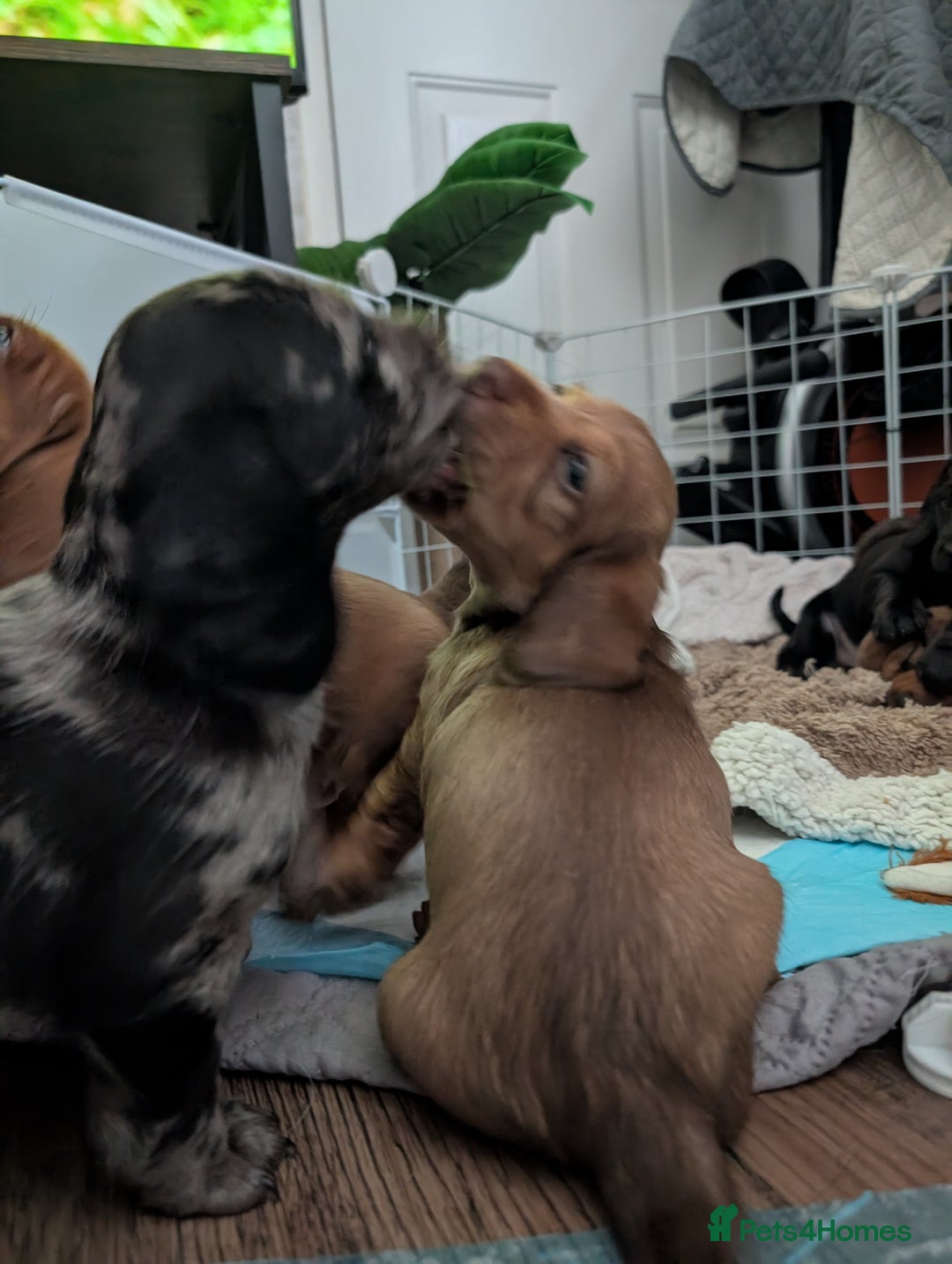 Dachshund dogs for sale: Beautiful Dachshund puppies  - Image 6