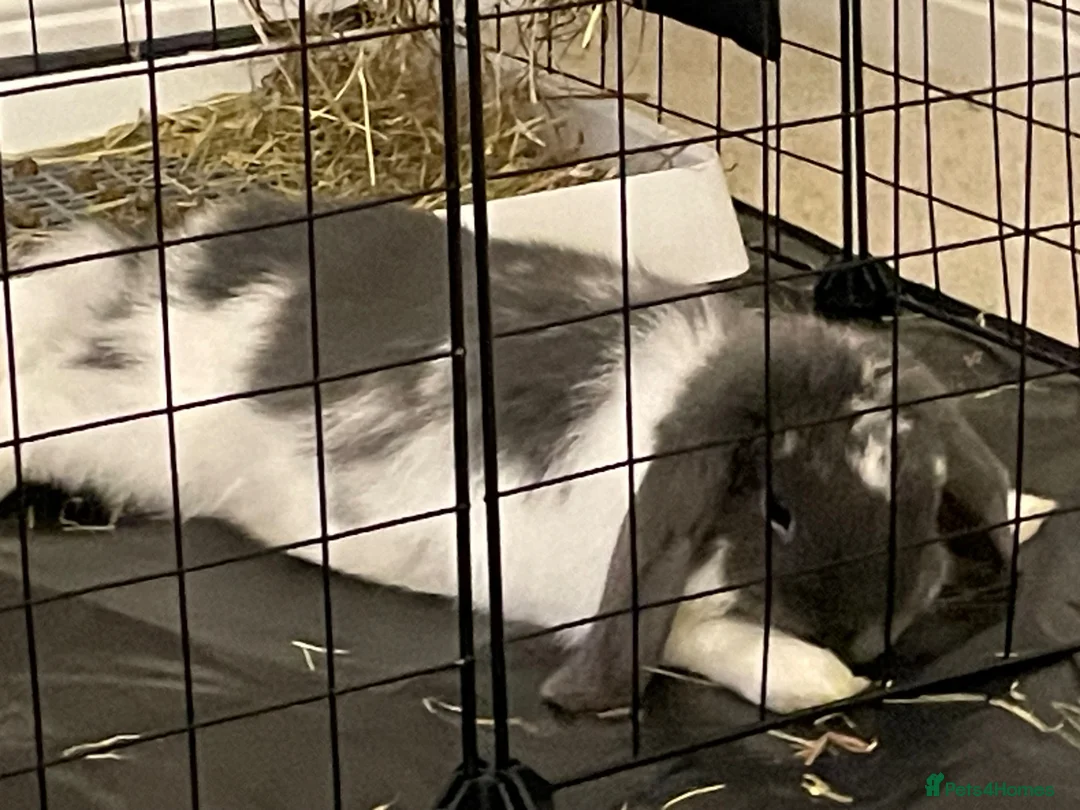 Mini Lop rabbits for sale: Mini Lop Rabbit for Sale – Neutered & Vaccinated - Advert 4