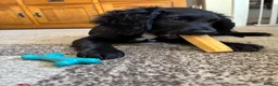 Sproodle dogs for sale: Ozzy Sproodle dog in Filey - Advert 9