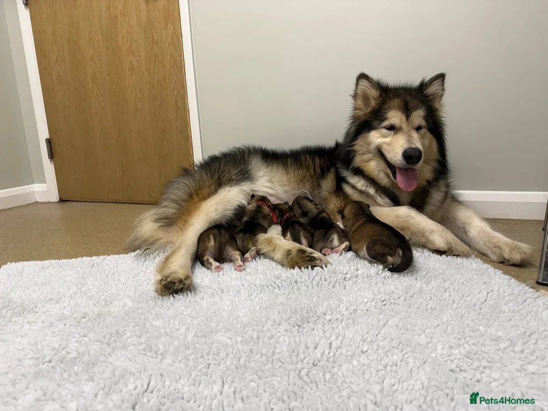Alaskan Malamute dogs for sale: 2 boys and 1 girl  - Advert 1