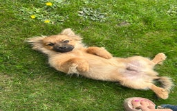 Pomeranian dogs for sale: Lovely Pomeranian puppies  in Sudbury - Image 12