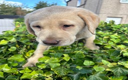 Labrador Retriever dogs for sale: Labrador retrievers  - Image 5