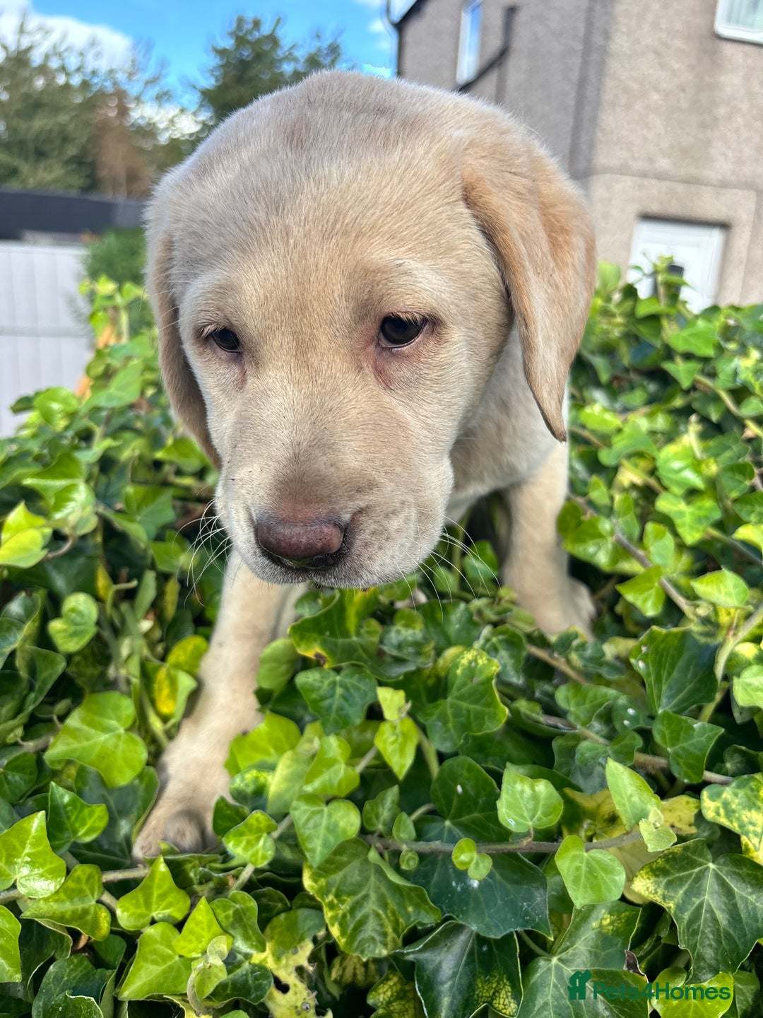 Labrador Retriever dogs for sale: Labrador retrievers  - Image 5